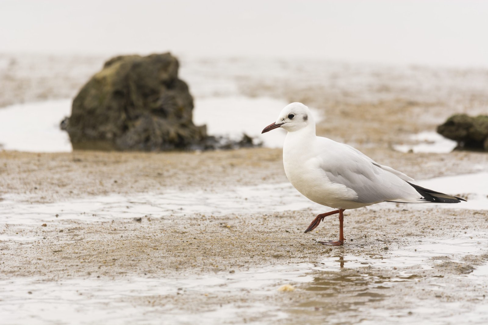 A closeup shot of a Seagull on a beach